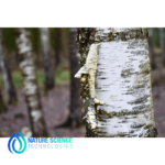 Birch Bark extract