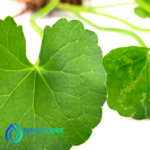 Centella Asiatica Extract