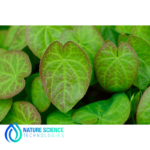 Epimedium Extract