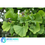 Ginkgo Biloba Extract