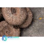 Konjac Extract