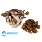 Maitake Extract