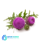 Milk Thistle Extract