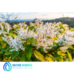 Polygonum Cuspidatum Extract