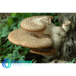 Polyporus Extract