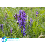 Scutellaria Baicalensis Extract