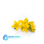 St. Johns Wort Extract