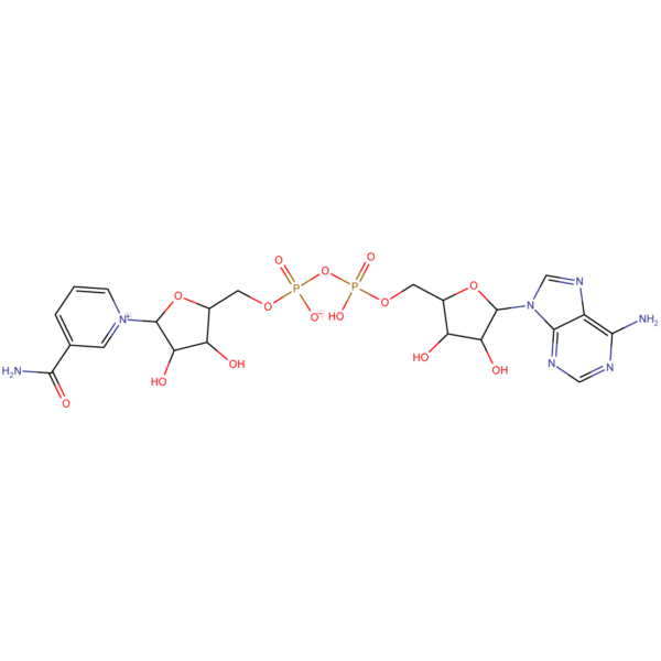 β-Nicotinamide adenine dinucleotide CAS 53-84-9