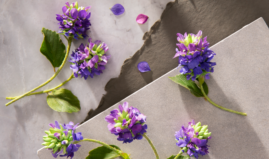 Bakuchiol – The Natural Alternative to Retinol
